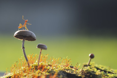 織葉蟻要從蘑菇跳