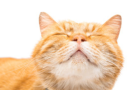 美丽的红猫 图片