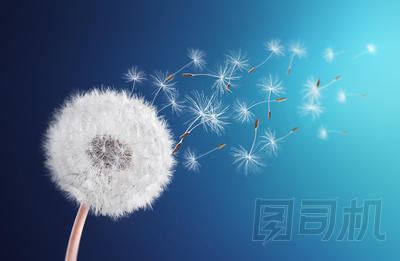 蒲公英字段