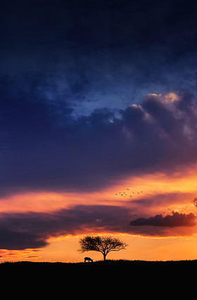 夕阳树图片