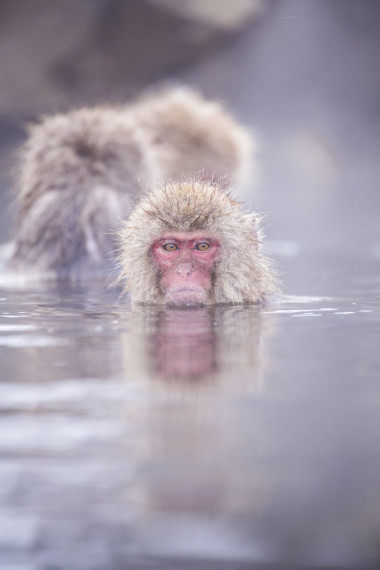 地獄谷雪猴沐浴溫泉溫泉著名 sightseein