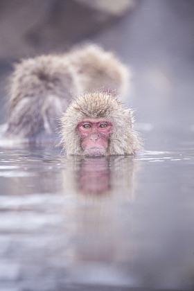 地狱谷雪猴沐浴温泉温泉著名 sightseein