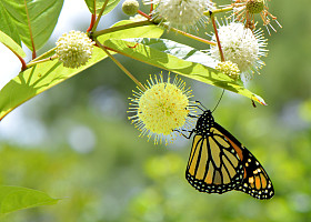 帝王蝶拉丁文名称 danaus plexippus