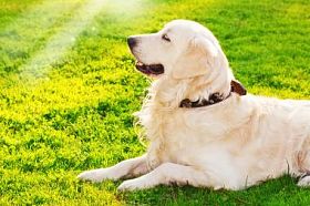 金毛猎犬躺在草图片