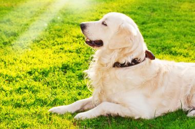 金毛猎犬躺在草图片 金毛猎犬躺在草图片