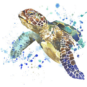 海龟t恤图案海龟插图与飞溅水彩纹理背景不寻常的插图佤邦