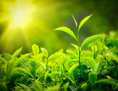 茶芽和葉圖片