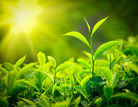茶芽和叶图片
