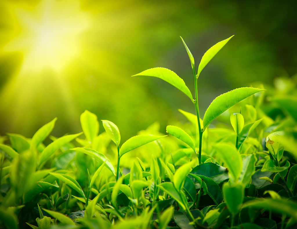 茶芽和叶图片