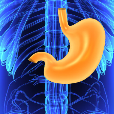 胃，人体解剖学图片