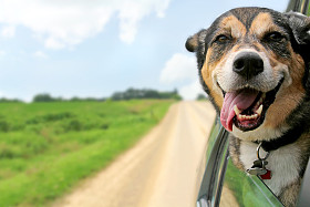 德国牧羊犬狗贴头出驾驶车窗