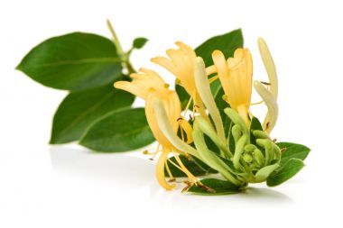 花白色黃色金銀花圖片