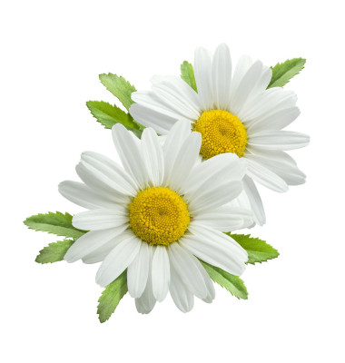 雙垂直洋甘菊成分分離