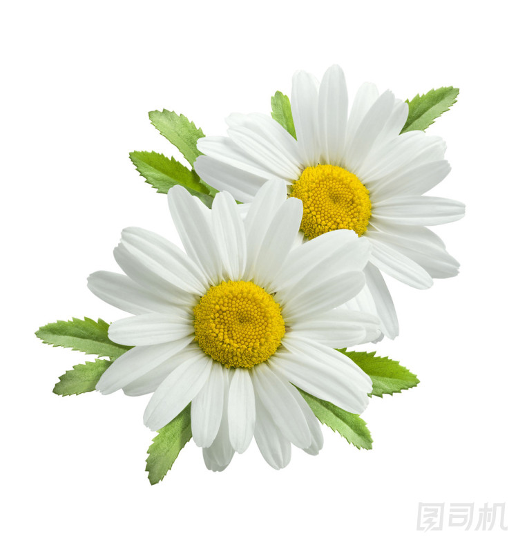 雙垂直洋甘菊成分分離