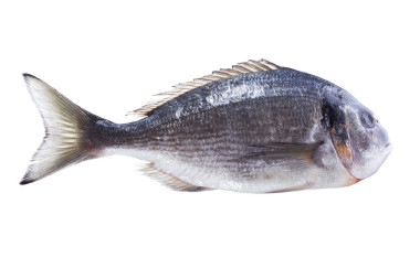 多拉多魚(yú)圖片