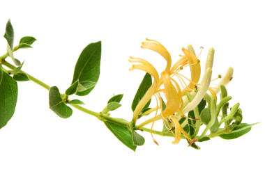 花白色黃色金銀花