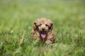 红色玩具贵宾犬小狗图片