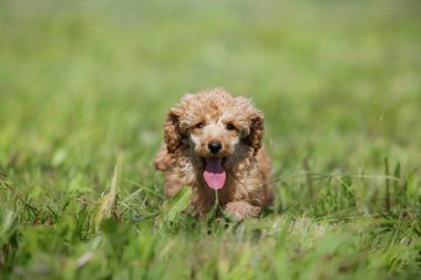 红色玩具贵宾犬小狗图片