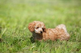 红色玩具贵宾犬小狗图片