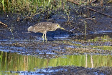 起重機的水域邊緣
