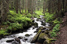 山区森林河