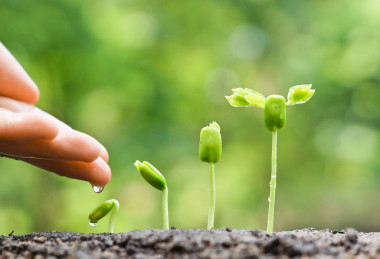 培育和澆灌幼苗的手