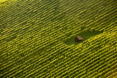在葡萄樹行 Wineyard 小屋