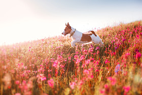 在花杰克罗素梗犬的狗图片