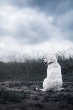 狗的性質