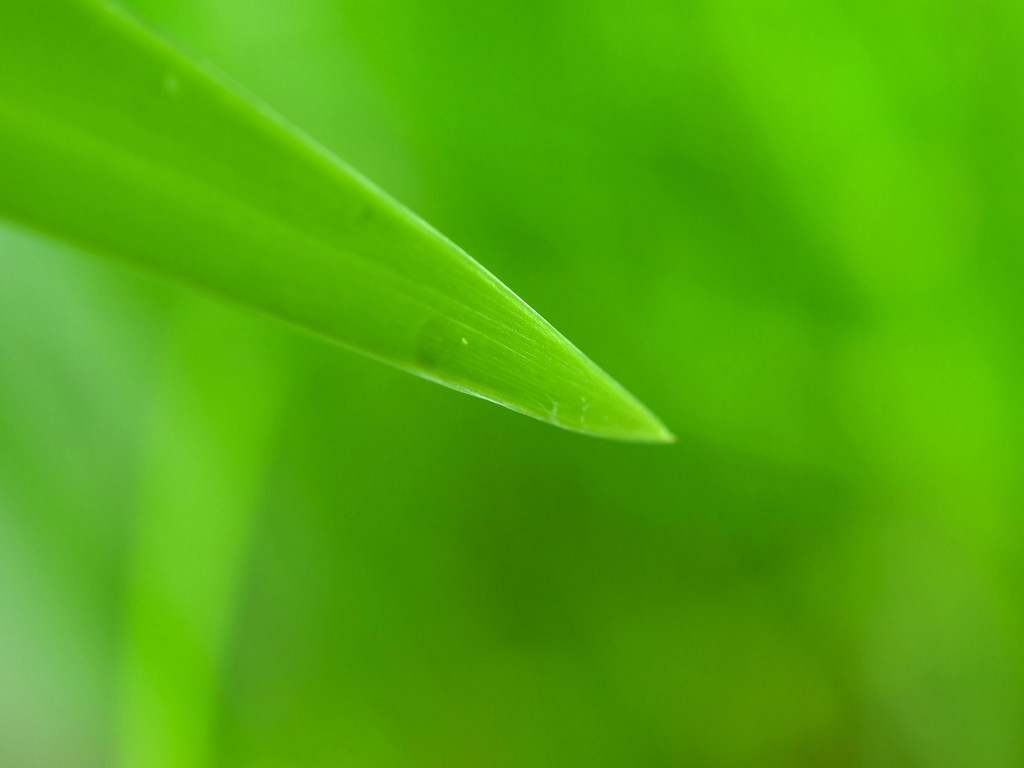 韭菜背景