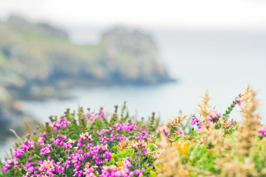 野生花卉在法国，布列塔