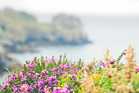 野生花卉在法国，布列塔