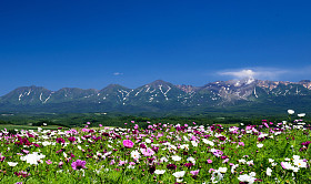 宇宙在夏天与山背景花场  