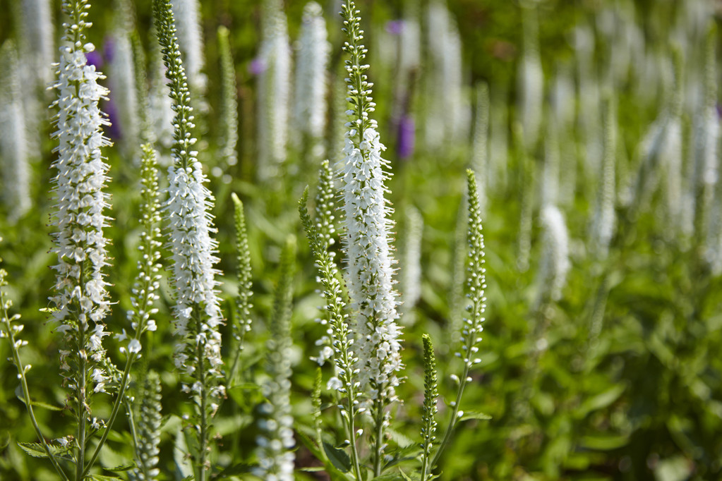 花卉图片 花卉图片