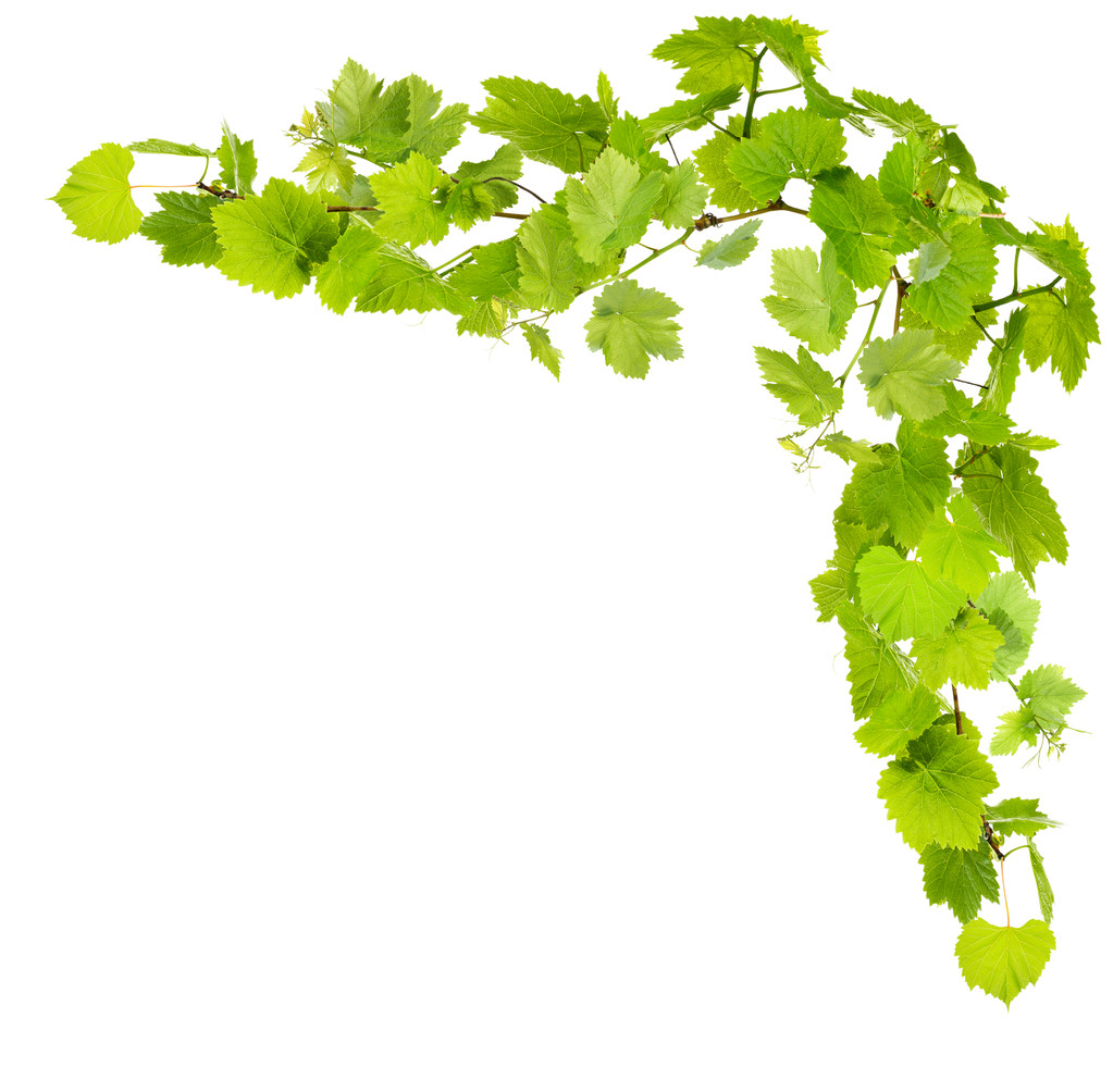 绿色的叶子,孤立在白色葡萄树枝框架 绿色的叶子,孤立在白色葡萄树枝框架