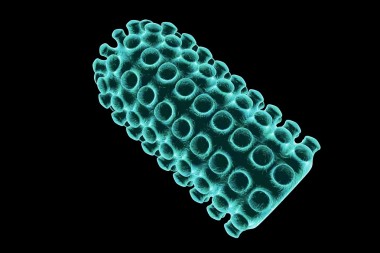 狂犬病病毒照片