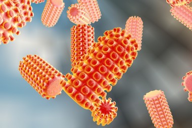 狂犬病病毒圖片