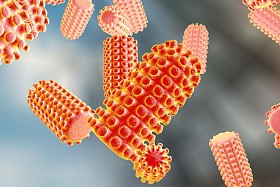 狂犬病病毒图片