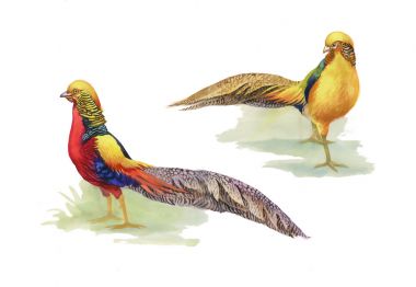 动物鸟类的花纹 动物鸟类的花纹