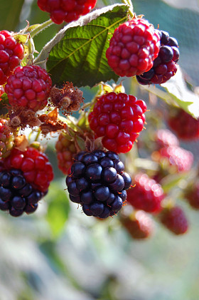 新鲜的夏季水果背景