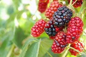 新鲜的夏季水果背景图片