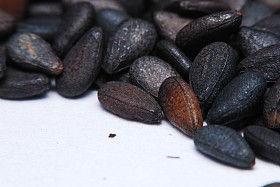 堆在白色背景上孤立的黑芝麻种子