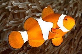 小丑 anemonefish