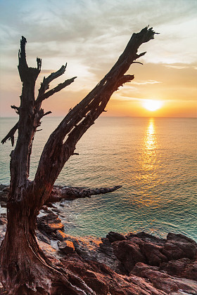 死树树干在岩石上照片