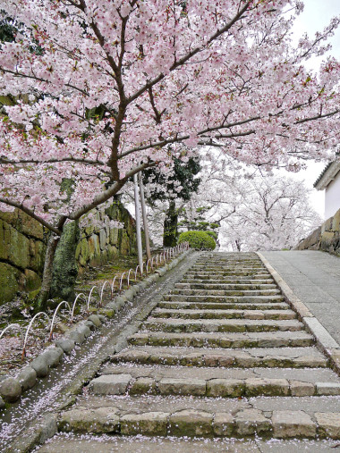在楼梯上的樱花