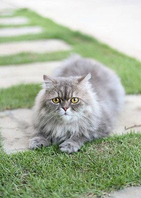 波斯语的猫照片