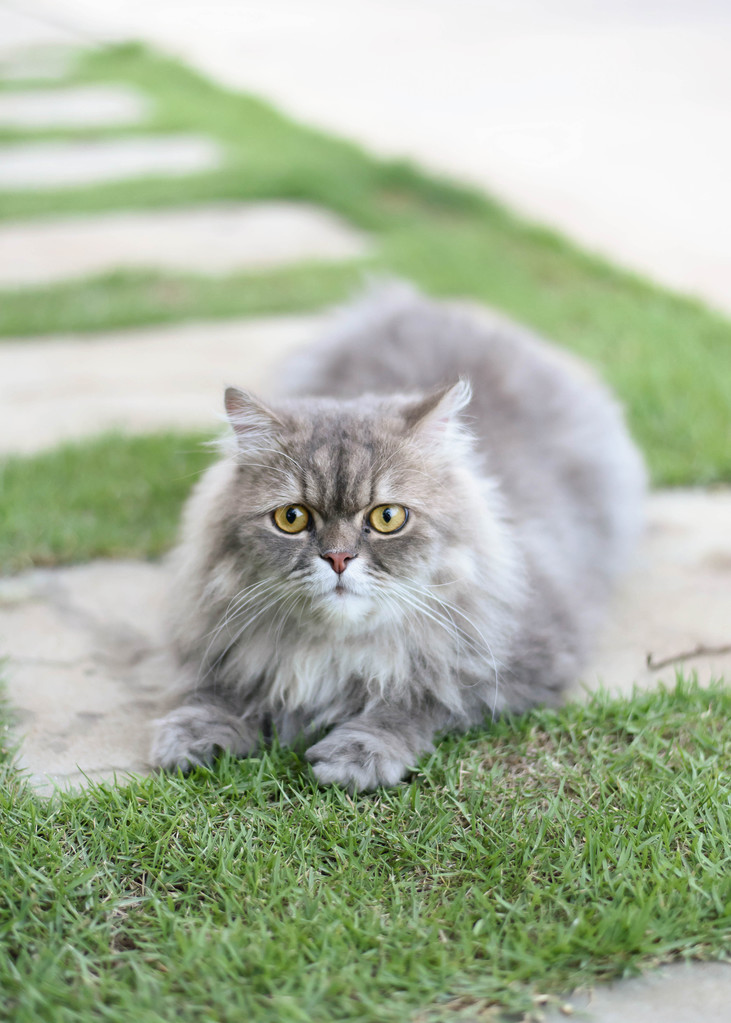 波斯语的猫照片