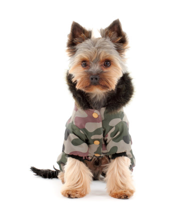 約克夏犬在冬天的衣服圖片