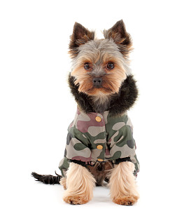 约克夏犬在冬天的衣服图片