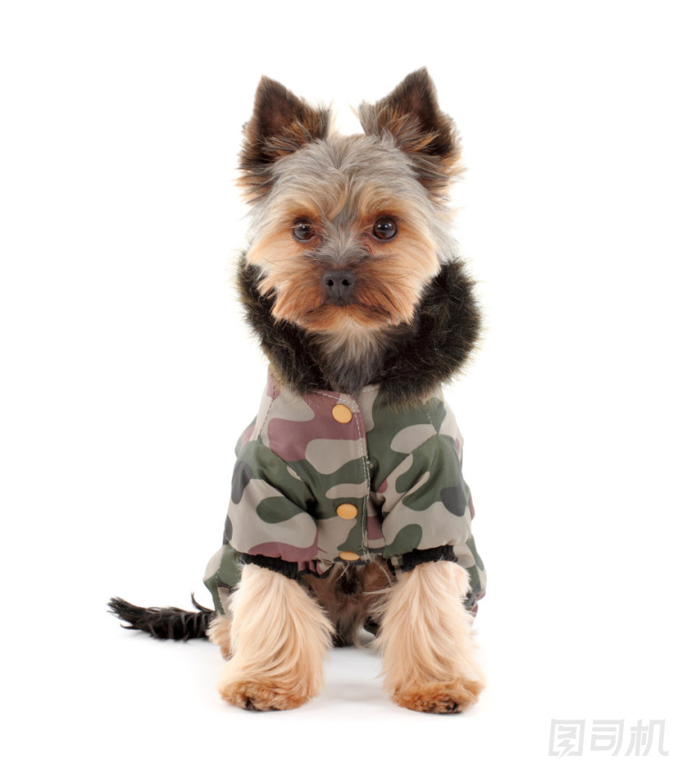 約克夏犬在冬天的衣服圖片